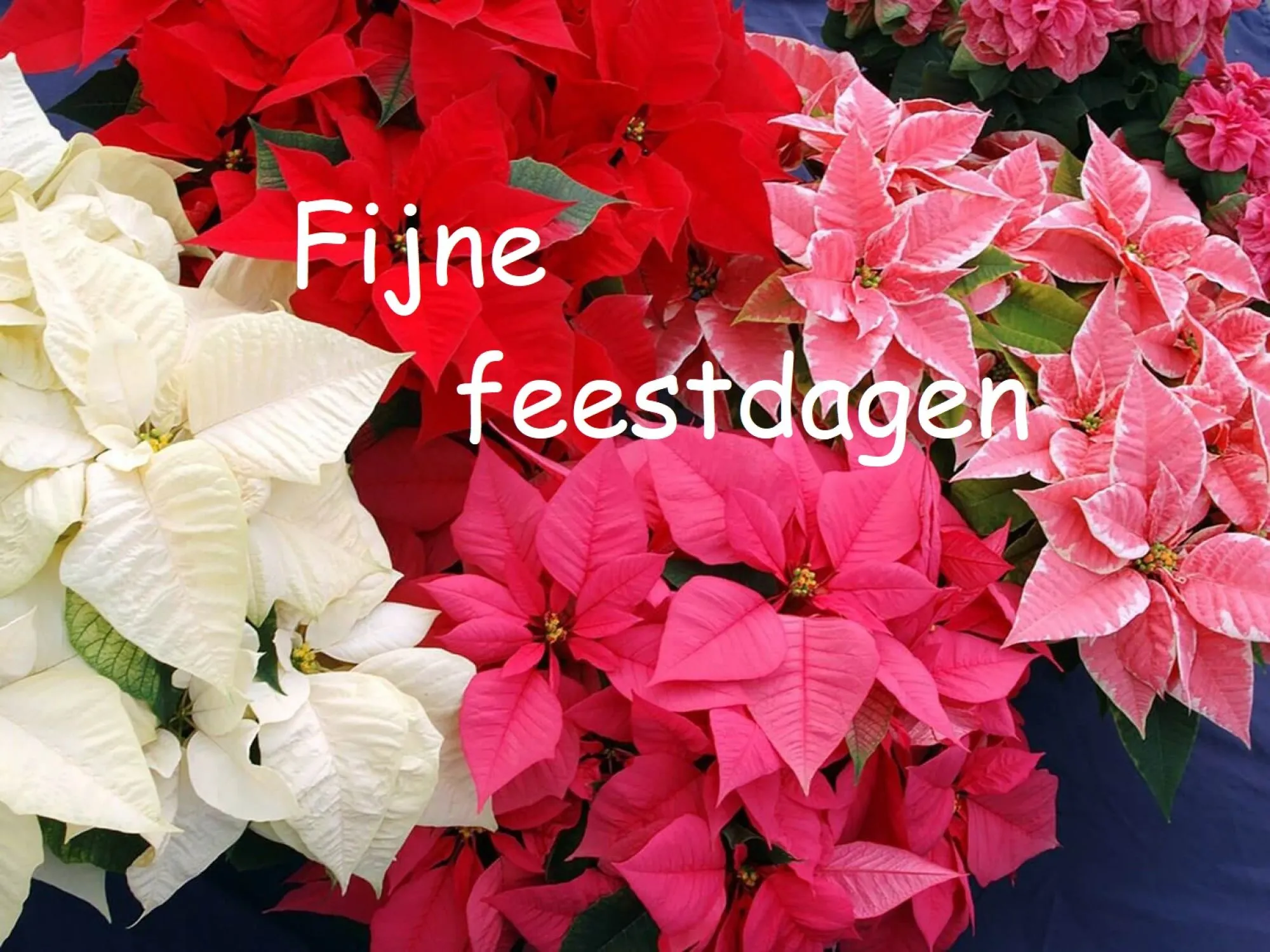 Spannende Kerstdrive