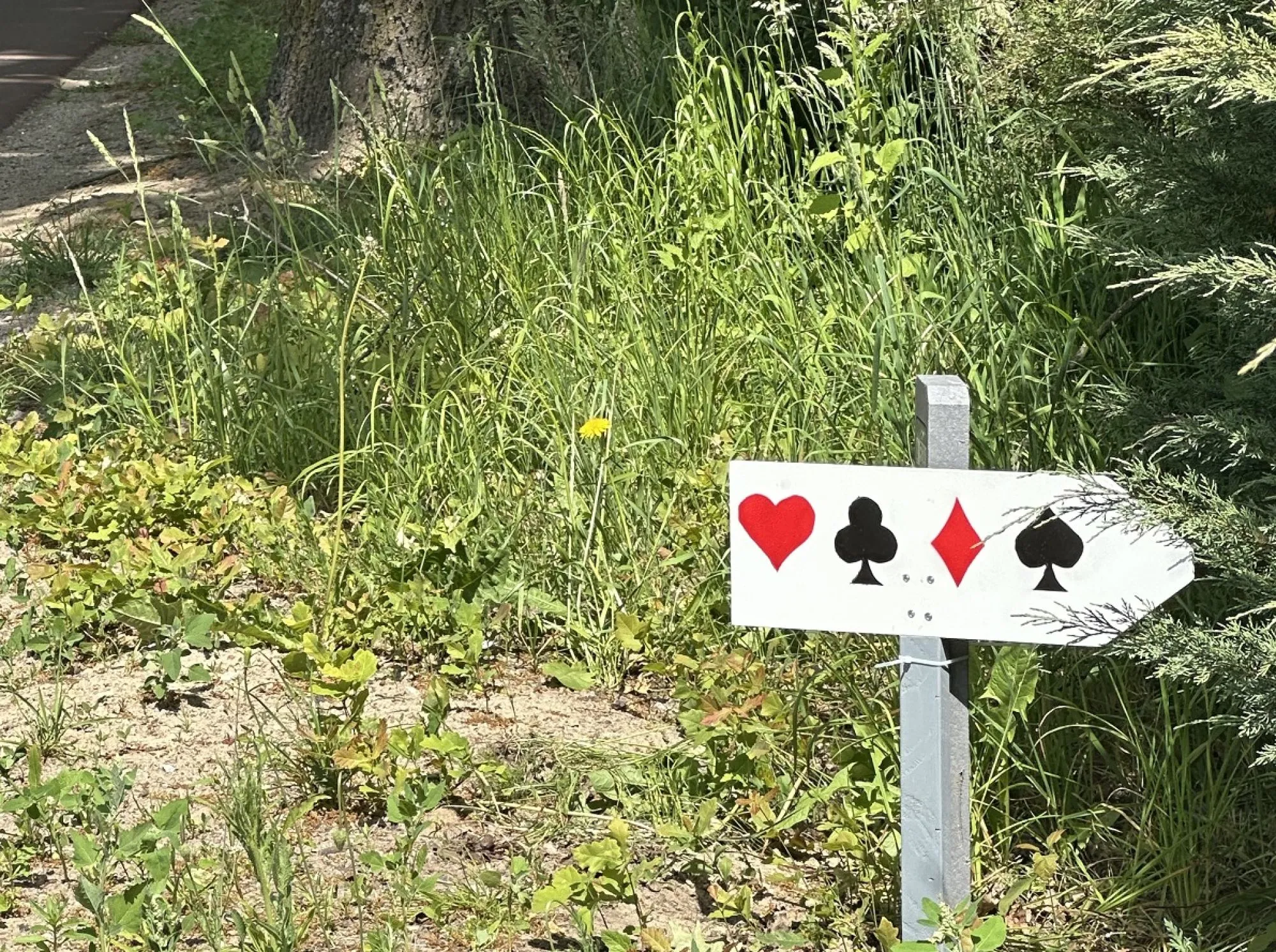 Foto's auto-fietsdrive 2025